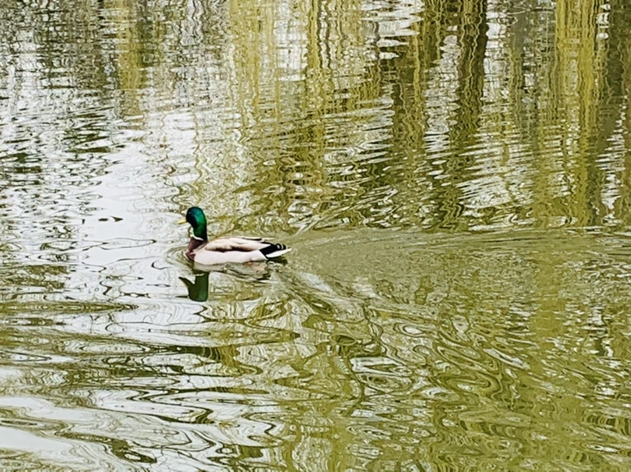 IMG_3832.jpg?type=w966