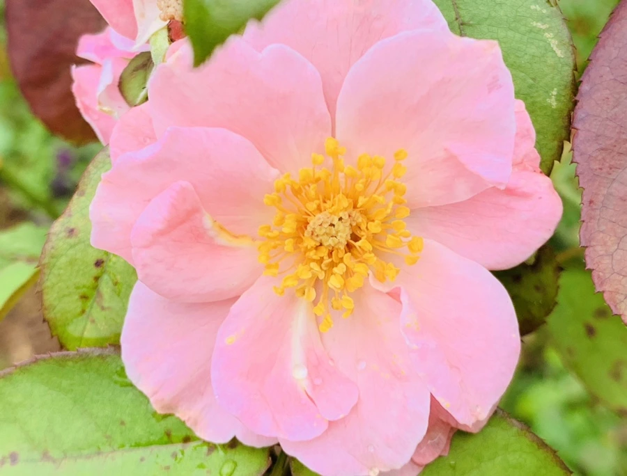 IMG_1001.jpg?type=w966