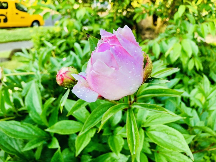 IMG_7976.jpg?type=w966