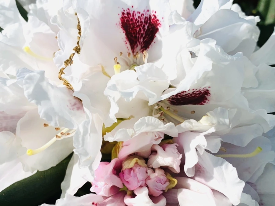 IMG_0418.jpg?type=w966