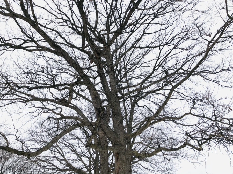 IMG_4360.jpg?type=w966