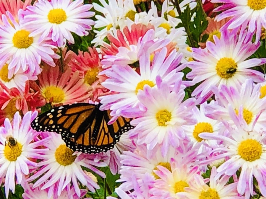 KJgj-C08wZJ_DF4qy-OevcsDBFA