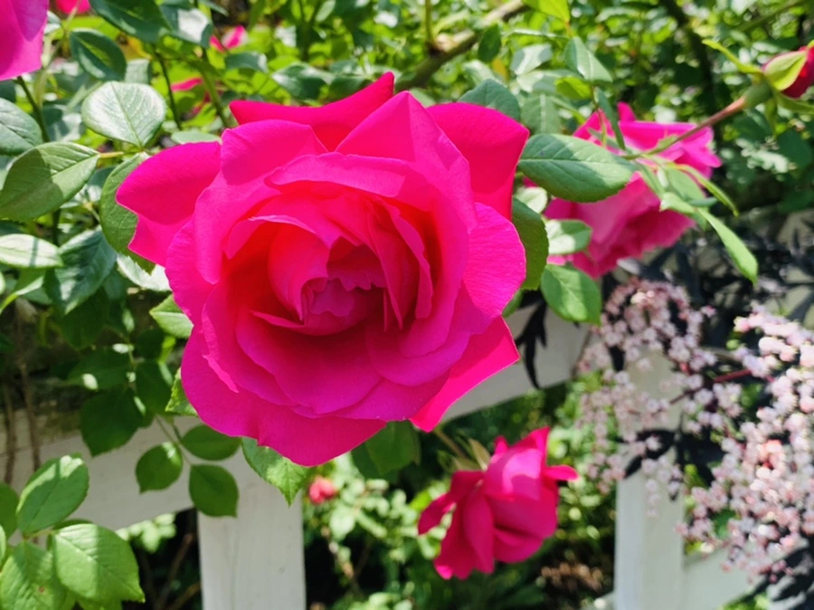 IMG_4404.jpg?type=w966