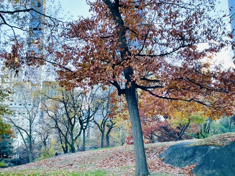 IMG_5062.jpg?type=w966