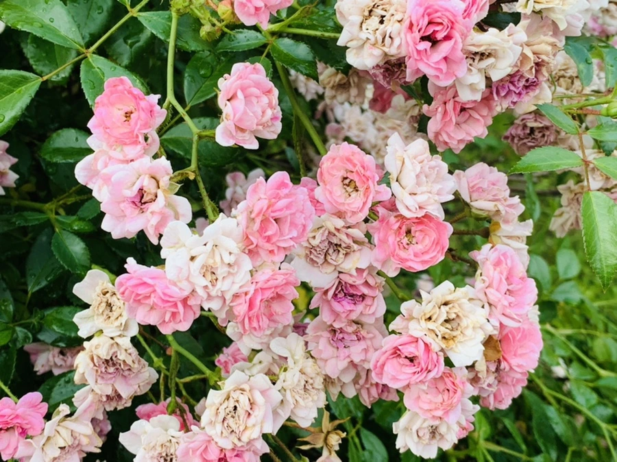 IMG_5020.jpg?type=w966