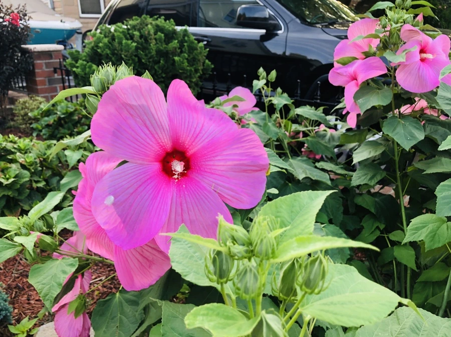 IMG_4466.jpg?type=w966