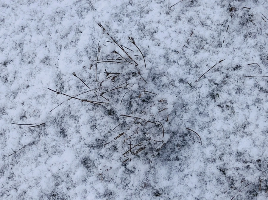 IMG_4489.jpg?type=w966