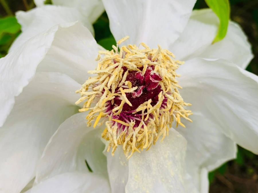 IMG_8951.jpg?type=w966