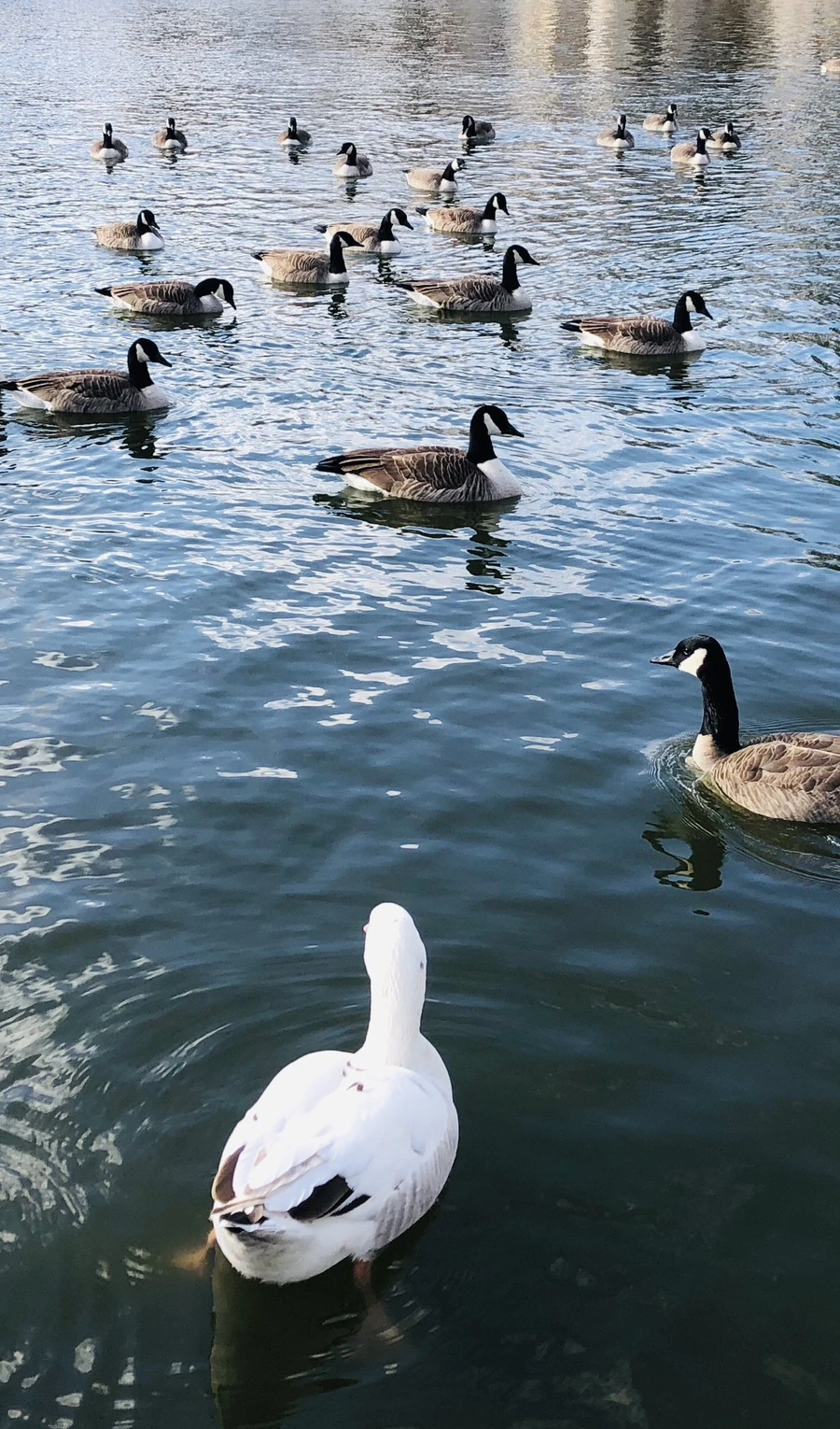 IMG_0153.jpg?type=w966