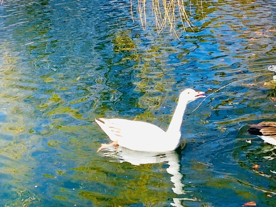 IMG_6925.jpg?type=w966