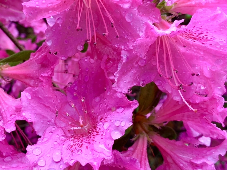 IMG_9925.jpg?type=w966