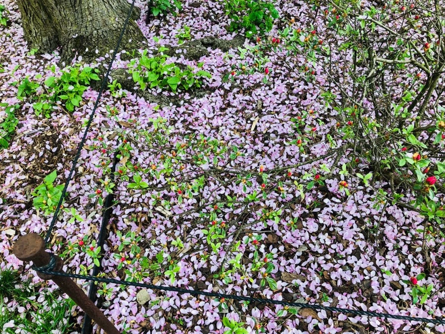 IMG_5556.jpg?type=w966