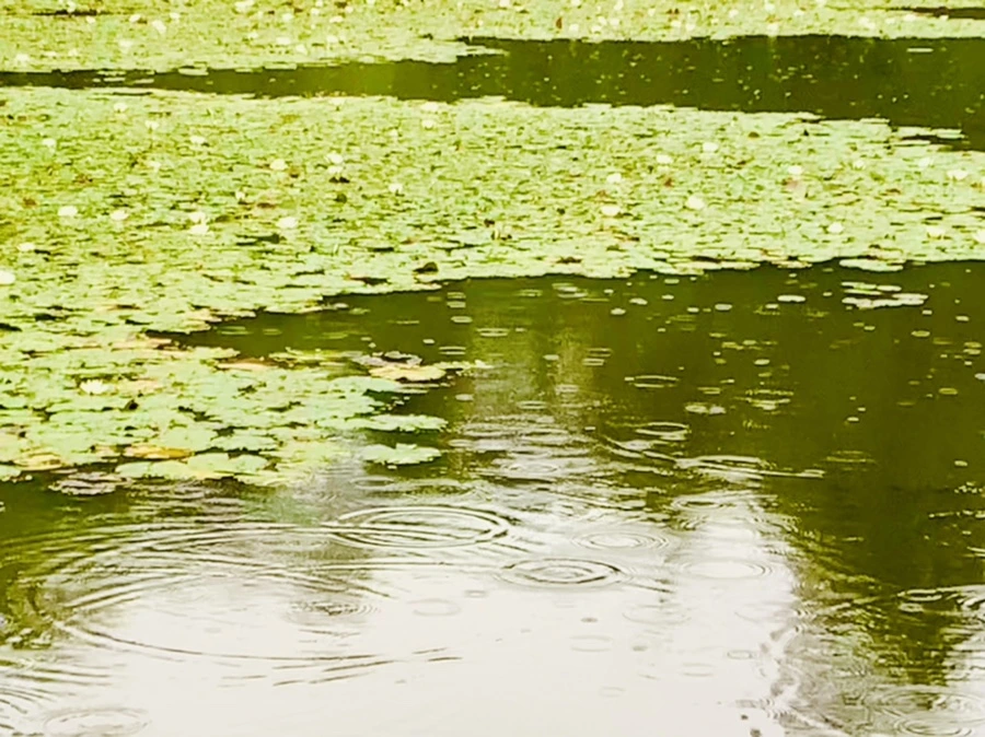 IMG_8293.jpg?type=w966