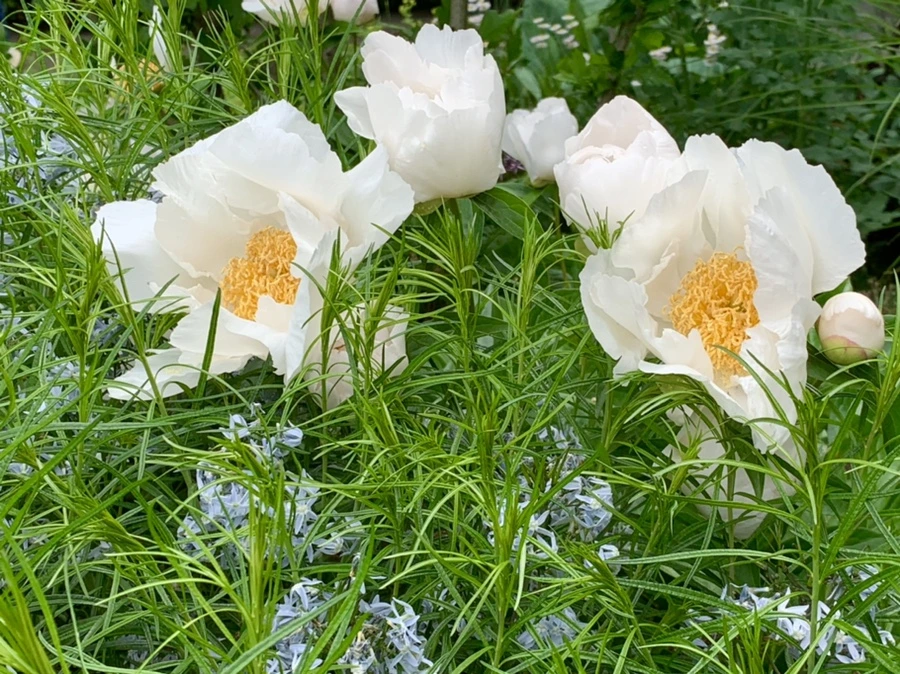 IMG_6583.jpg?type=w966