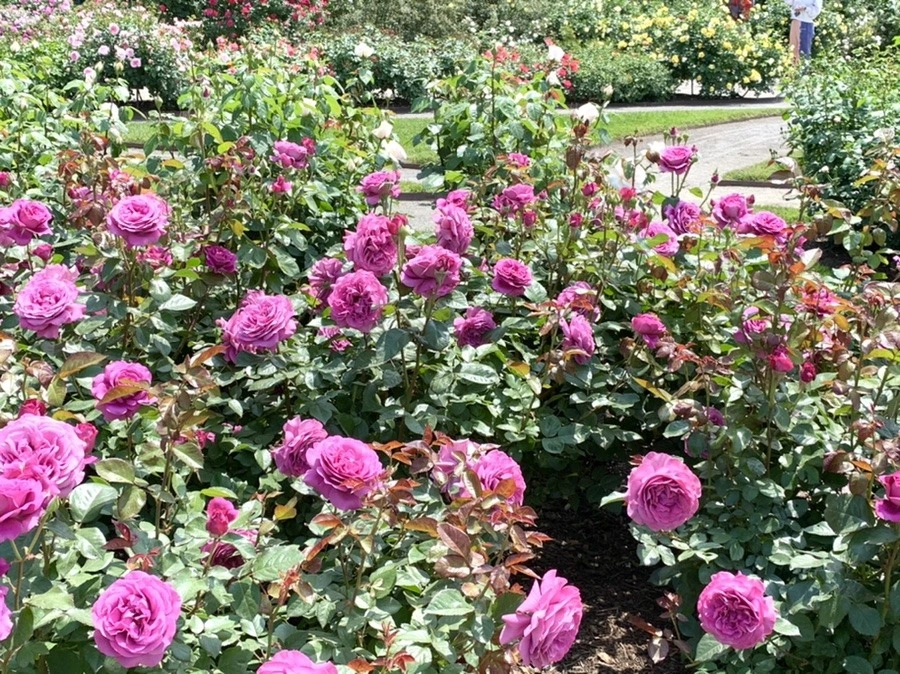 LkkSns-jde_Ih4jPIUzZNfgUtpk