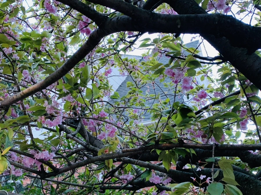 IMG_7534.jpg?type=w966