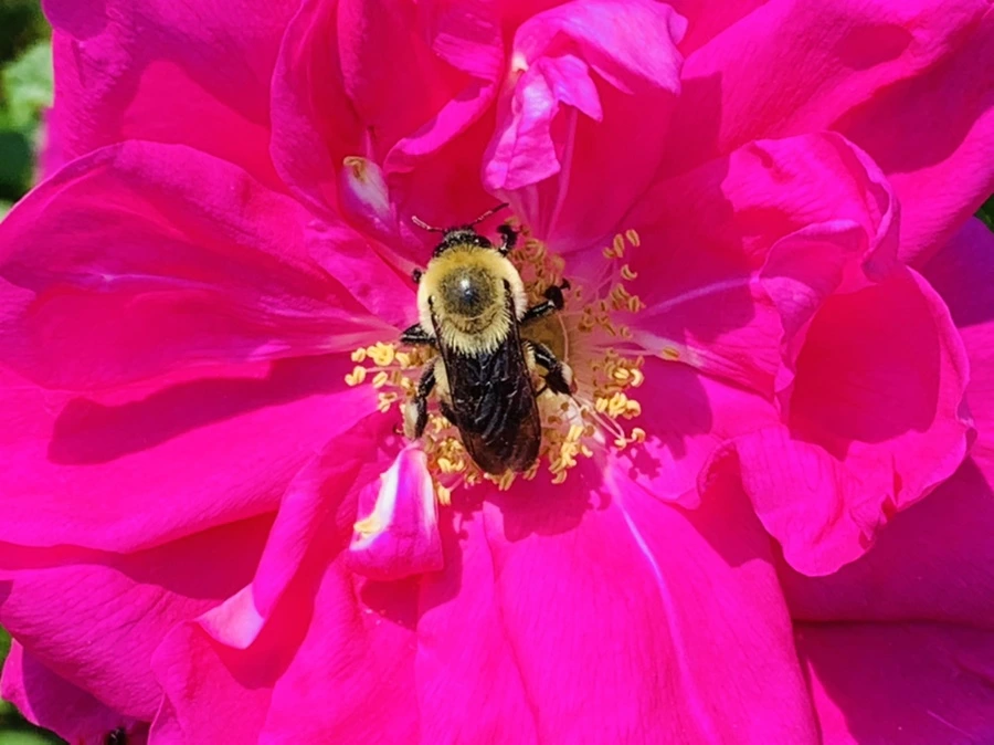 IMG_4174.jpg?type=w966