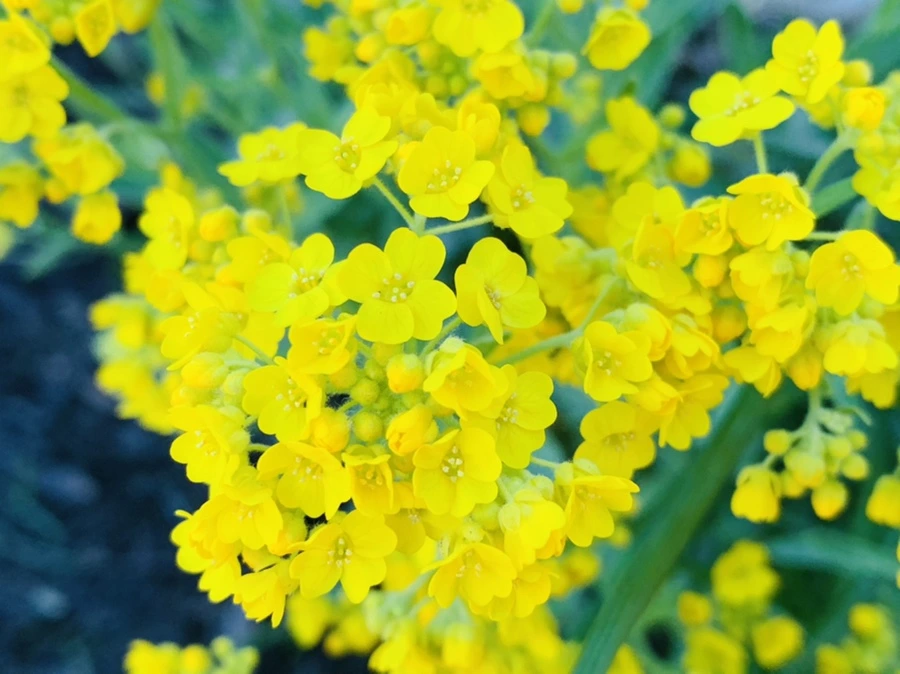 IMG_4177.jpg?type=w966