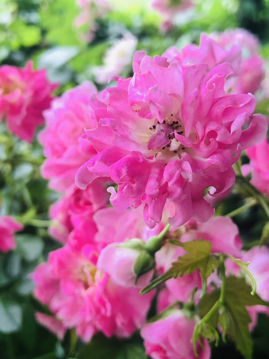 IMG_6148.jpg?type=w966