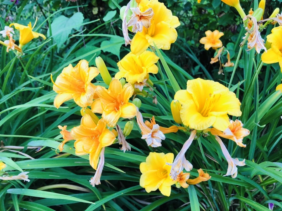 IMG_0308.jpg?type=w966