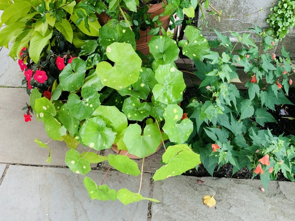 IMG_9373.jpg?type=w966