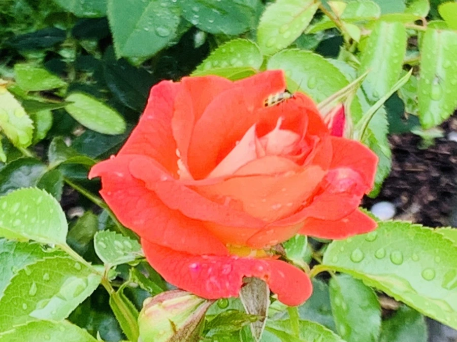 IMG_0973.jpg?type=w966