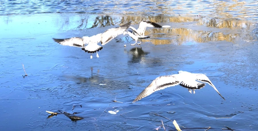 IMG_0530.jpg?type=w966