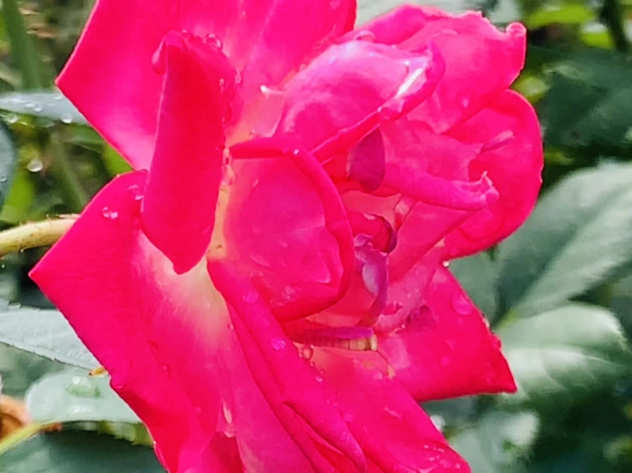 IMG_8522.jpg?type=w966