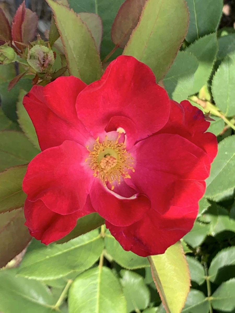 IMG_5468.jpg?type=w966