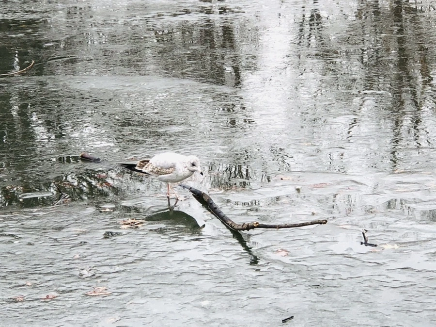 IMG_3147.jpg?type=w966