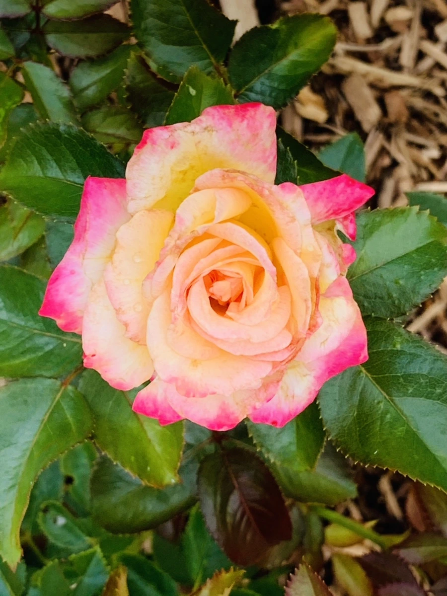 IMG_0564.jpg?type=w966