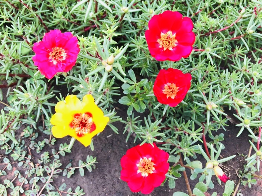 IMG_1449.jpg?type=w966