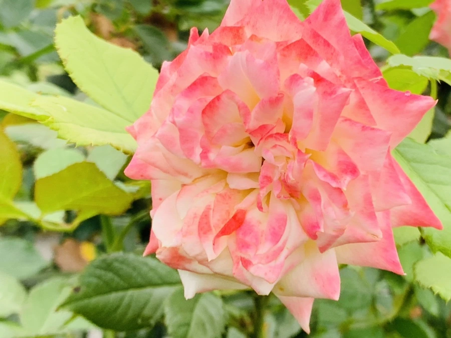 IMG_6909.jpg?type=w966