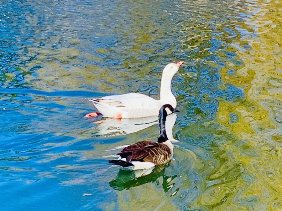 IMG_8466.jpg?type=w966