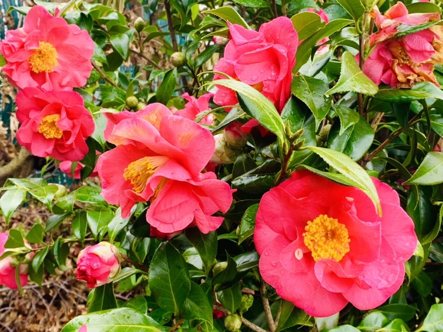 IMG_6269.jpg?type=w966