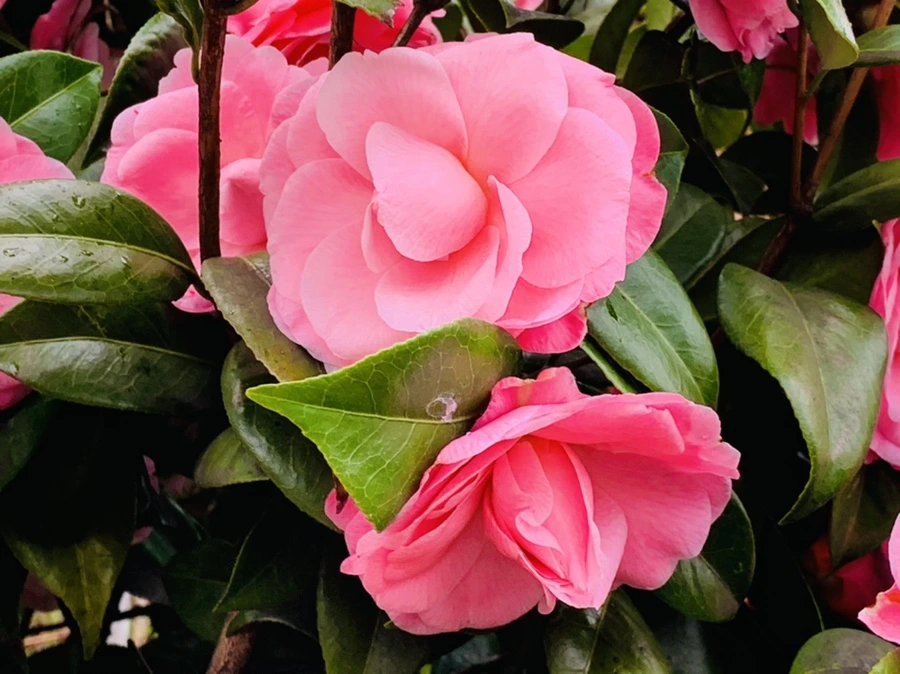 IMG_1425.jpg?type=w966