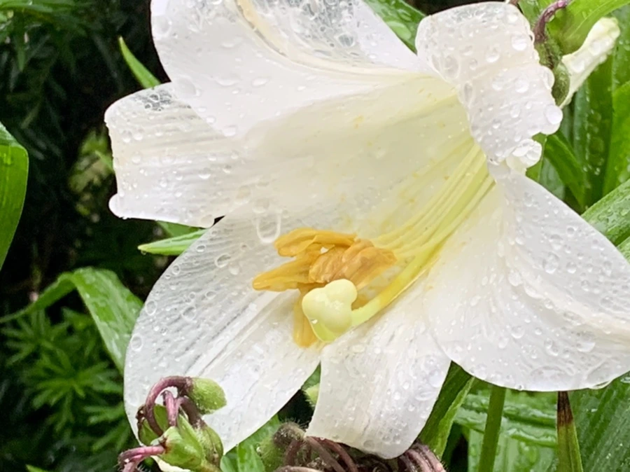 IMG_0115.jpg?type=w966