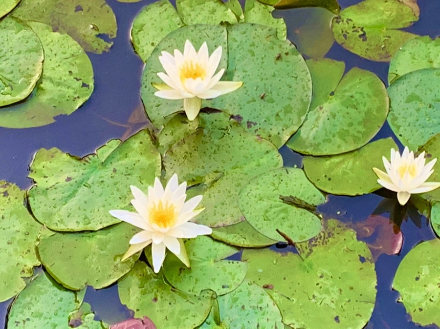 IMG_0780.jpg?type=w966