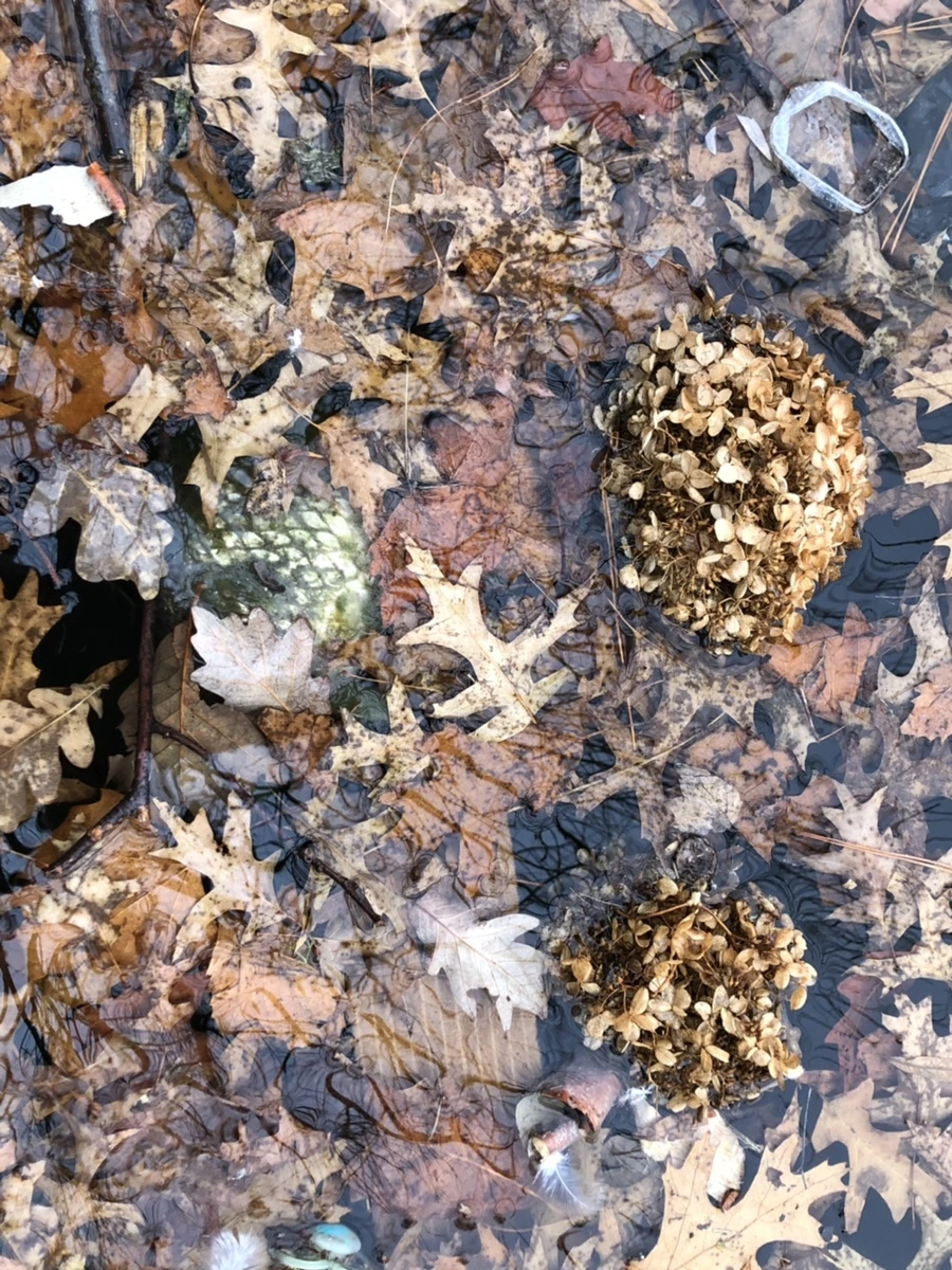 IMG_9648.jpg?type=w966