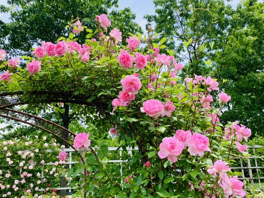 IMG_9630.jpg?type=w966