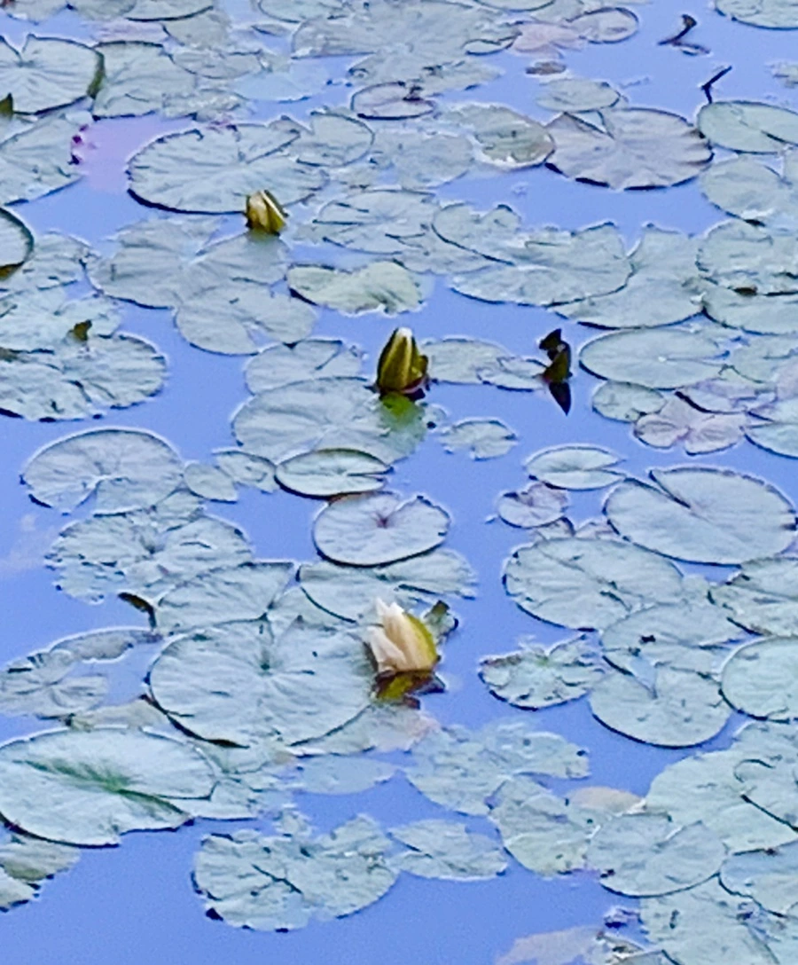 IMG_2970.jpg?type=w966