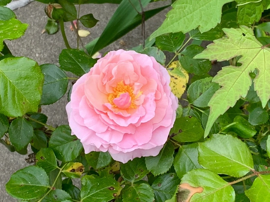 IMG_4876.jpg?type=w966