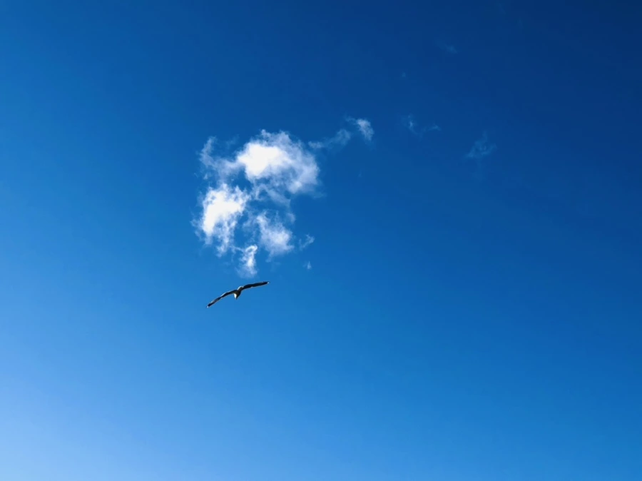 IMG_9265.jpg?type=w966