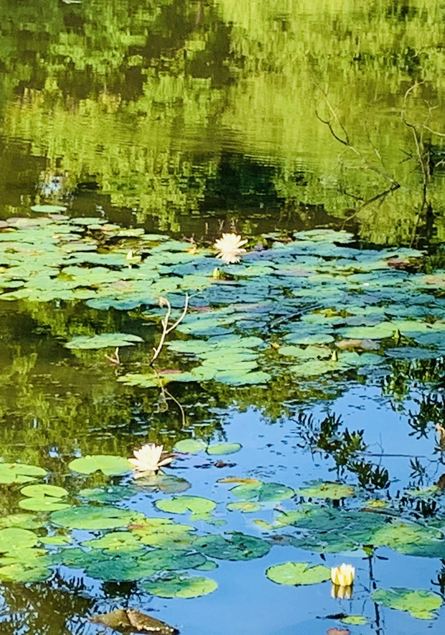 IMG_1976.jpg?type=w966