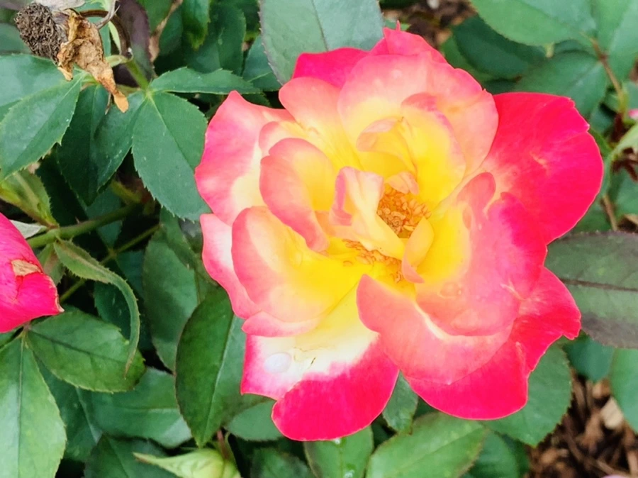 IMG_0517.jpg?type=w966