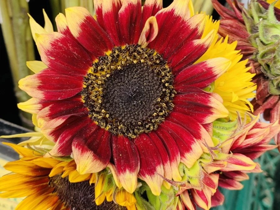 IMG_6632.jpg?type=w966