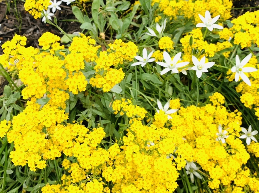 IMG_9547.jpg?type=w966