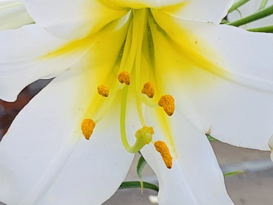 IMG_5665.jpg?type=w966