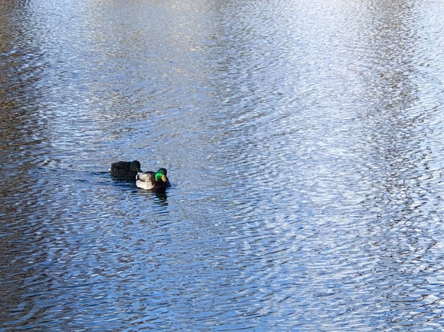 IMG_4085.jpg?type=w966