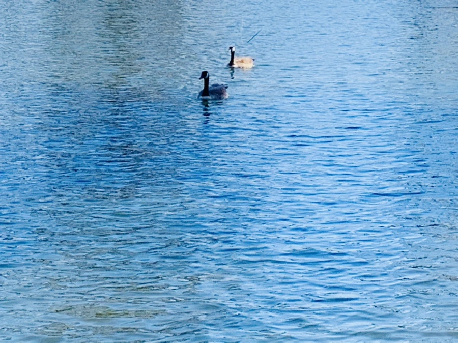 IMG_9883.jpg?type=w966